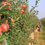 5 Things Patio Orchardists Forget