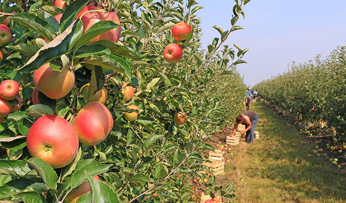 5 Things Patio Orchardists Forget